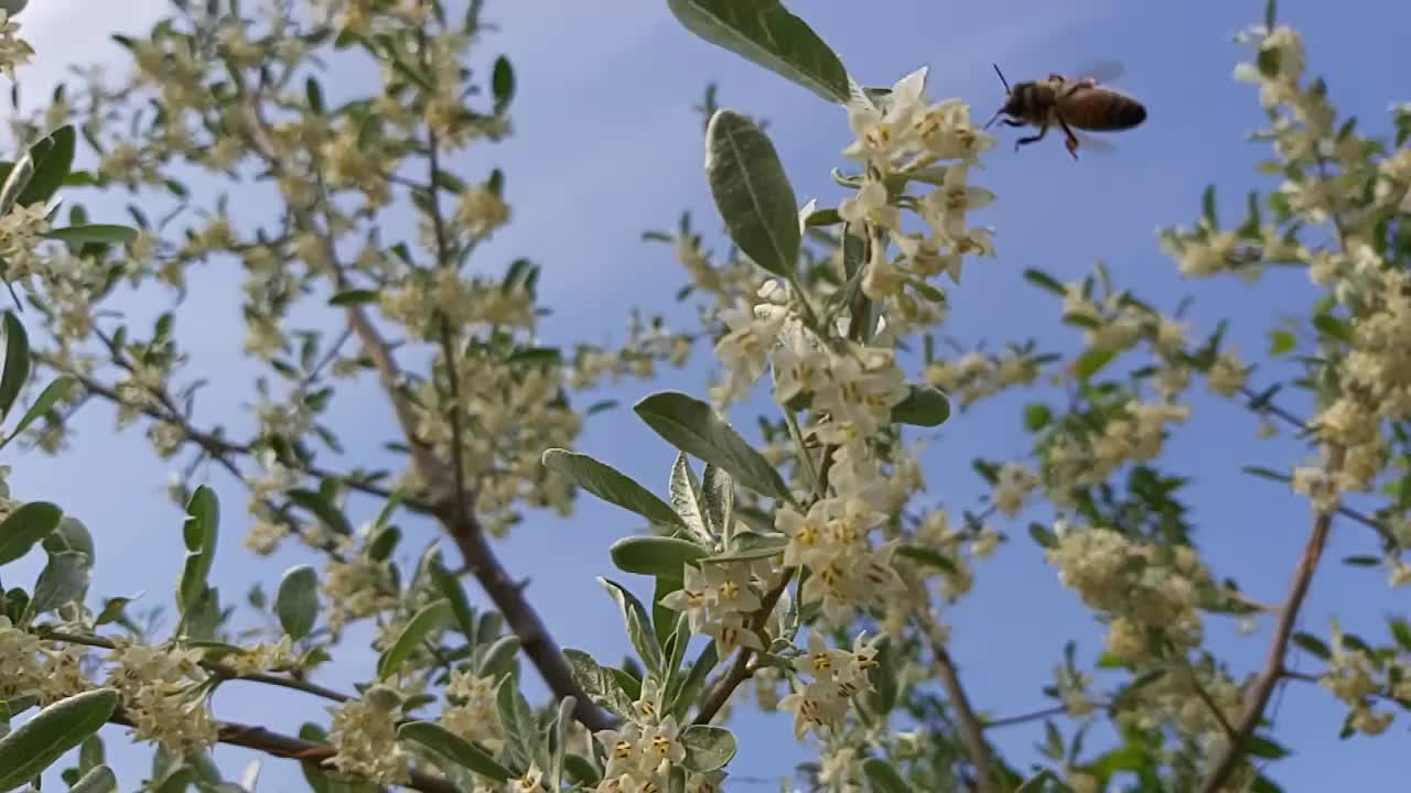 Die Ölweide in voller Blüte und wir mittendrin