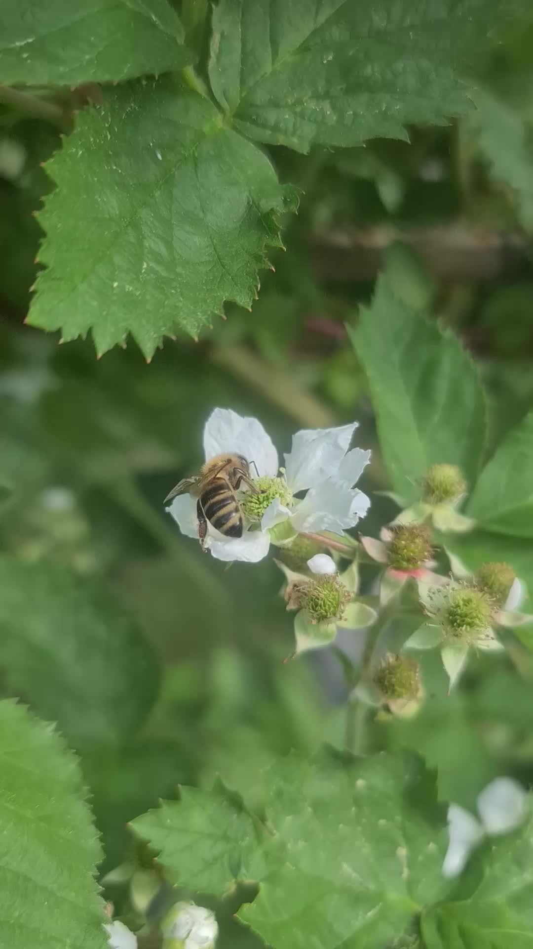 Tayberryblüten abernten